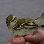 Yellow-browed Warbler